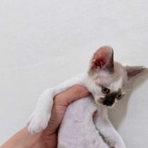 粘人小德文