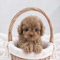 可爱2个月幼犬寻找新家庭