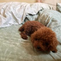 六个月泰迪