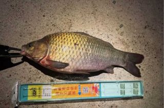 京畿道正往鞍山的 喜歡釣魚的可以一起 找釣魚朋友