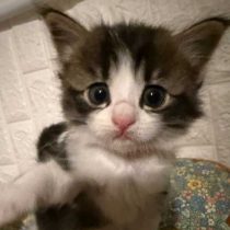 家有八只小奶猫