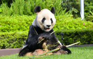 3只旅日熊猫明年返回中国 日本园区致谢：它为中日合作研究做出巨大贡献 ...