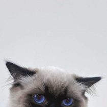 蓝眼宝石布偶猫
