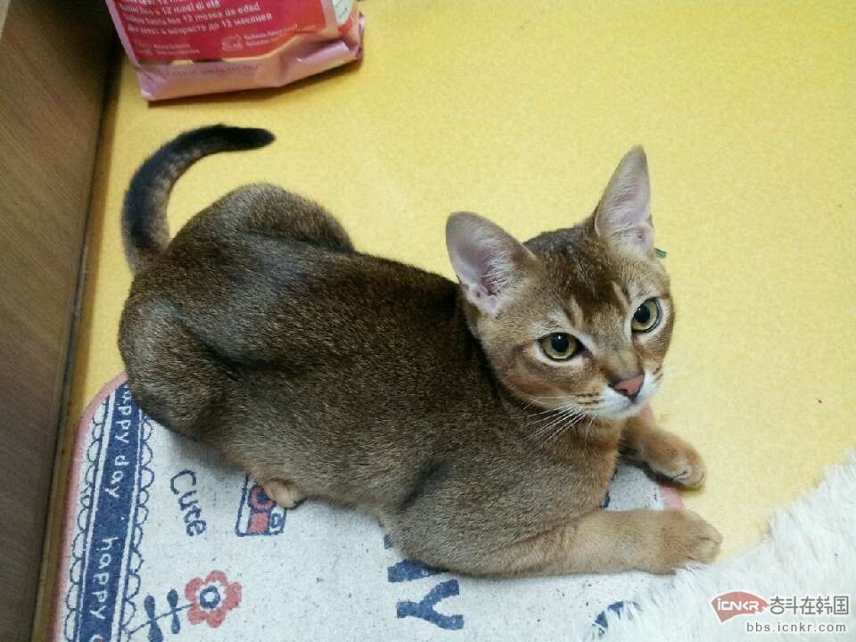 出售红棕色6个月阿比西尼亚猫埃及猫