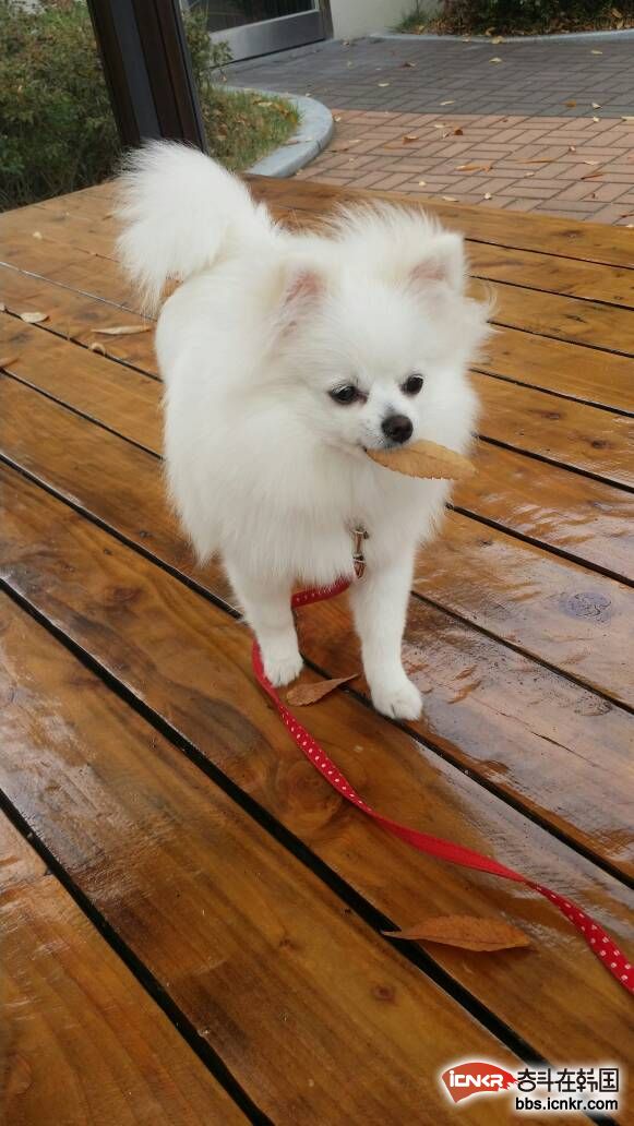 波美狗七十万一年是母狗就这么大了有想买的请发短信联系我谷米