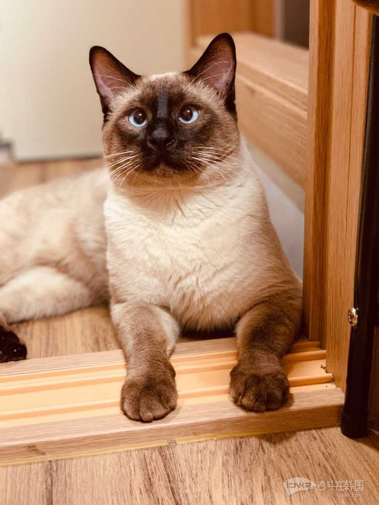 暹罗宝宝找主人 【都已找到主人请删帖】-宠物交流 奋斗在韩国 韩国