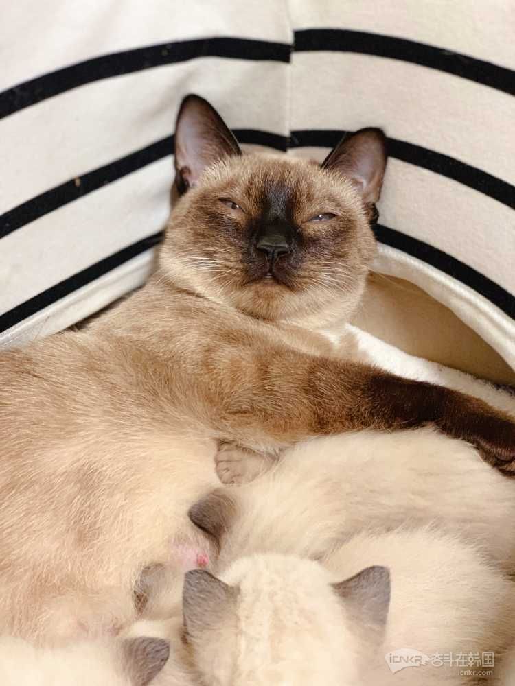 暹罗宝宝找主人 【都已找到主人请删帖】-宠物交流 奋斗在韩国 韩国