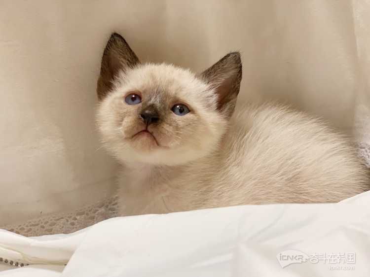 暹罗宝宝找主人 【都已找到主人请删帖】-宠物交流 奋斗在韩国 韩国