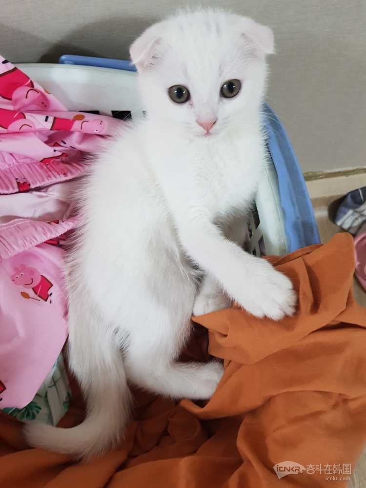 出一只两个多月的白色折耳英短