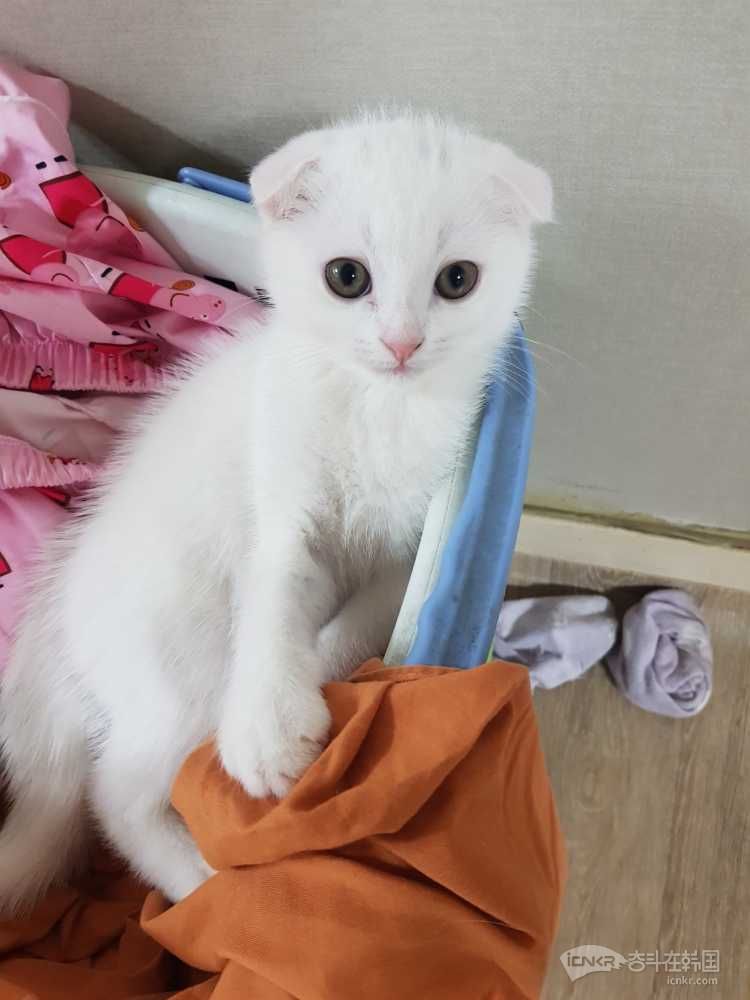 出一只两个多月的白色折耳英短