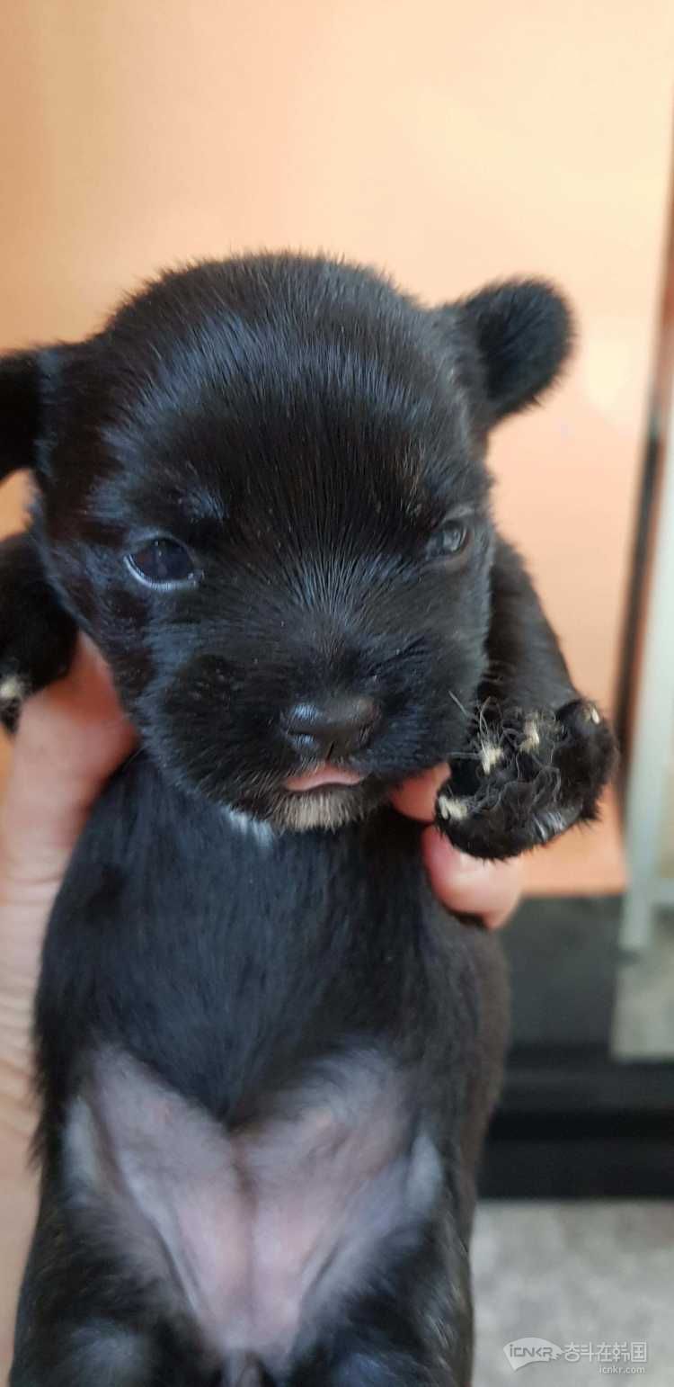 法斗约克夏混血责任分养