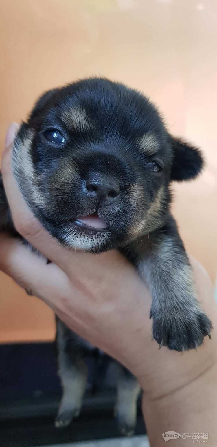 法斗约克夏混血责任分养