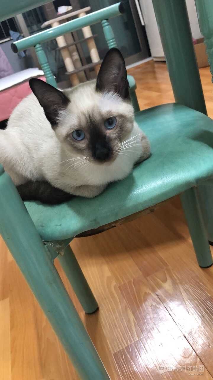 卖暹罗猫-宠物交流 奋斗在韩国 韩国留学生华人论坛 奋韩网