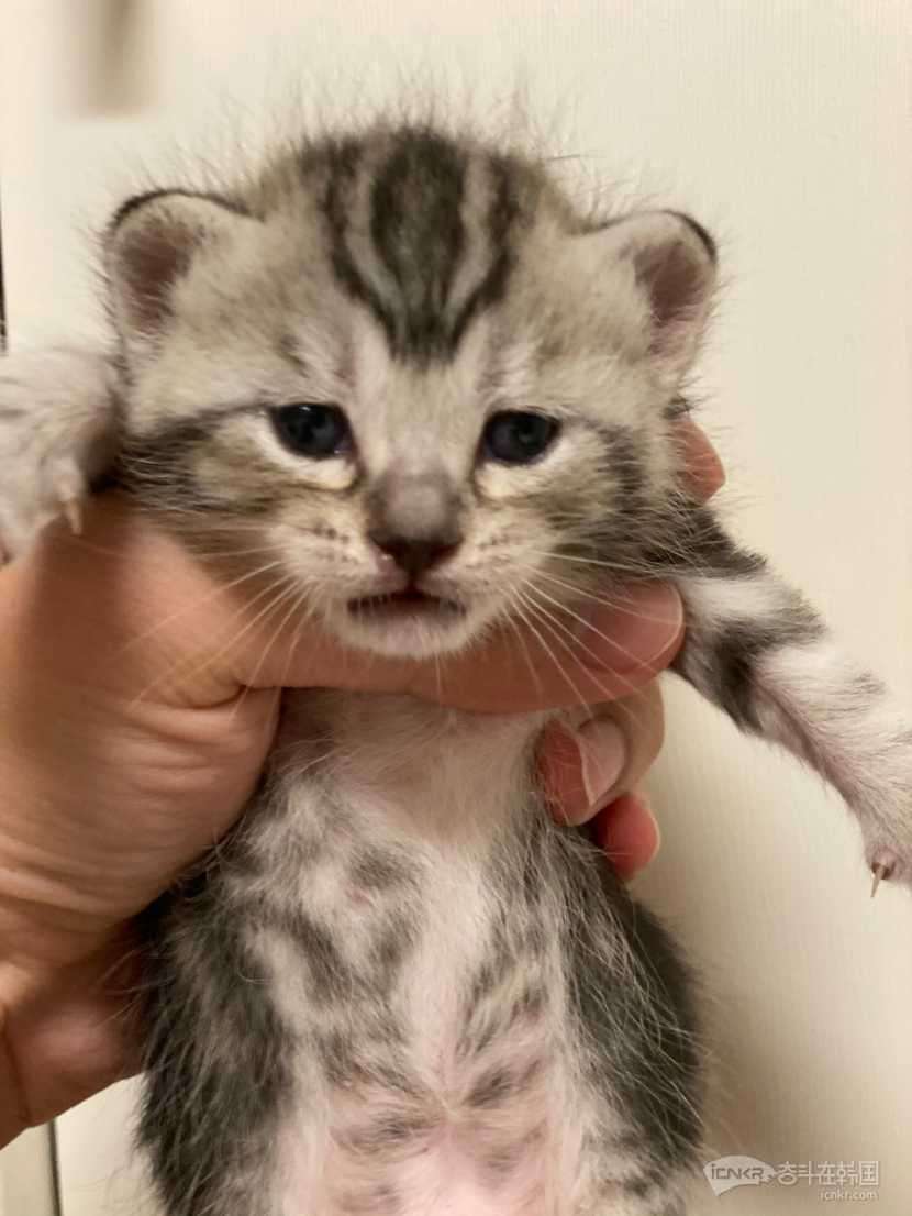 美短猫母与不知名花猫公生出来串串三只有偿领养
