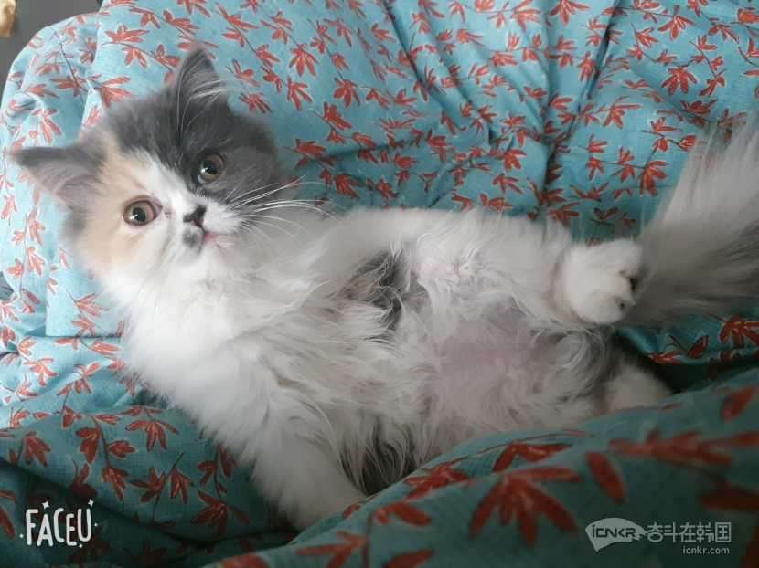三花波斯猫母5个月
