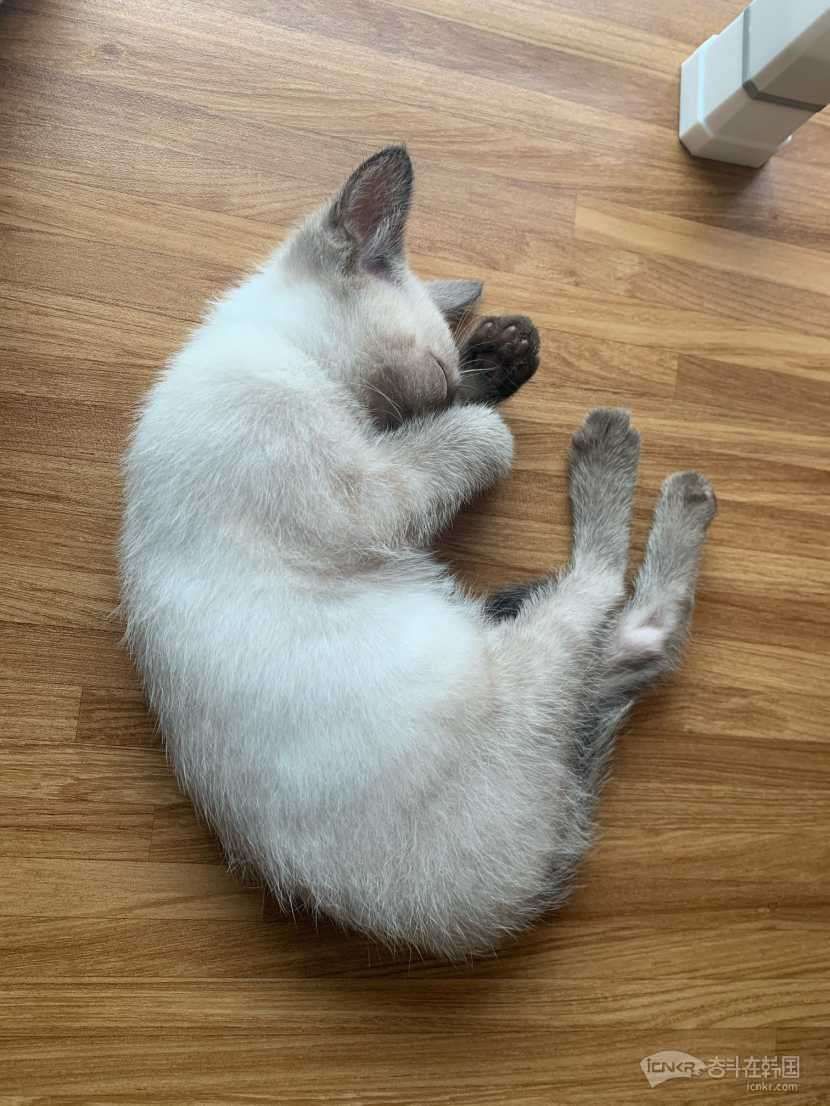 有偿领养-宠物交流 奋斗在韩国 韩国留学生华人论坛 奋韩网