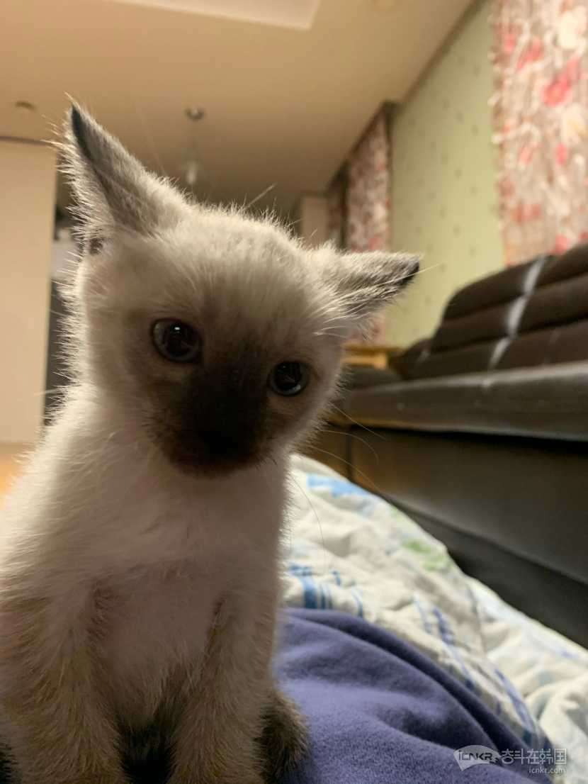 有偿领养-宠物交流 奋斗在韩国 韩国留学生华人论坛 奋韩网