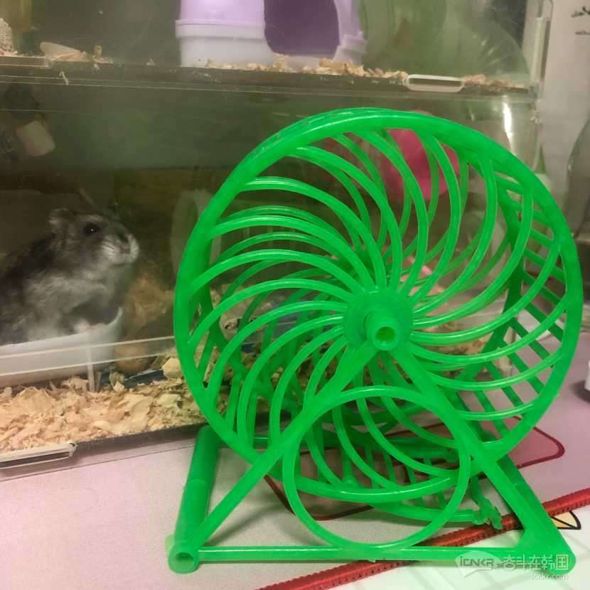 仓鼠跑轮3000-宠物交流 奋斗在韩国 韩国留学生华人论坛 奋韩网