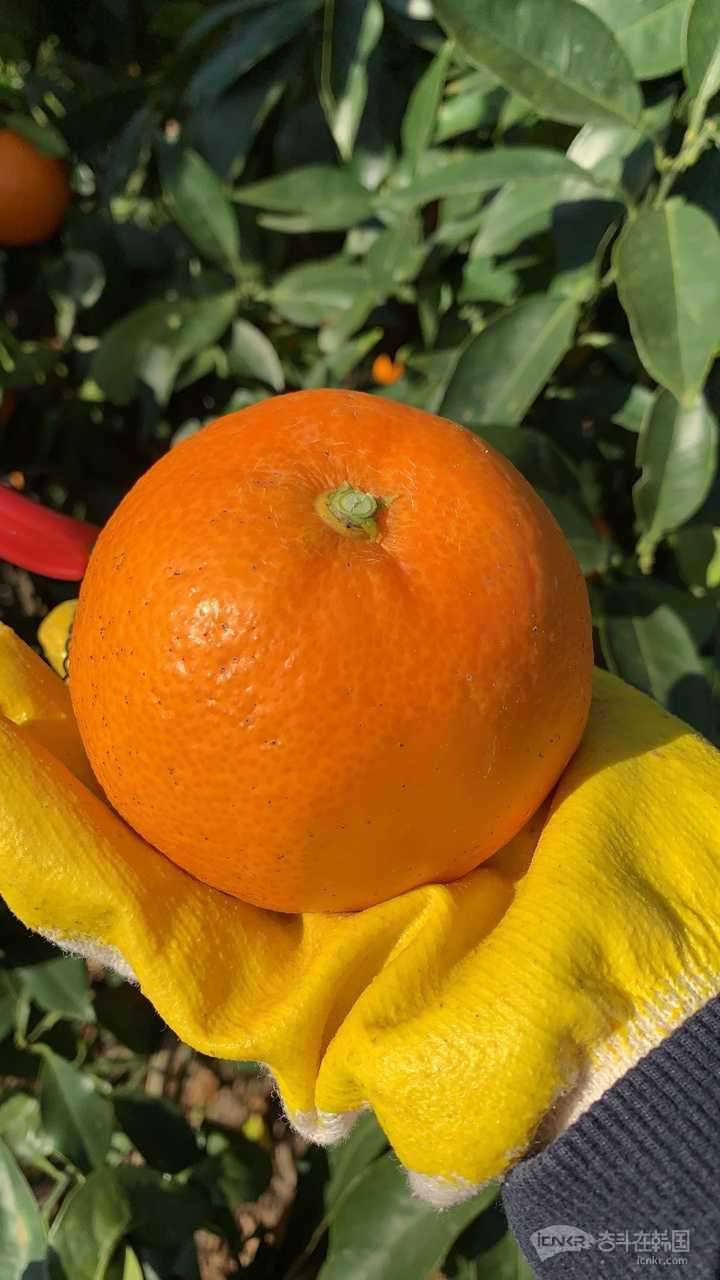 新鲜的济州岛柑橘要的联系黄金香柑橘都有