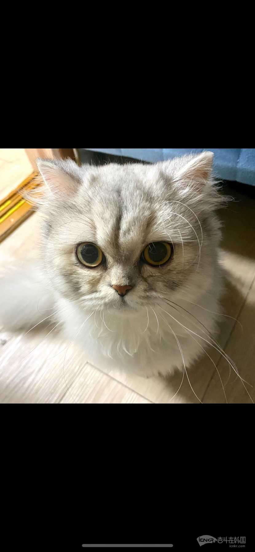 一岁半金吉拉(母)找新家或寄养.