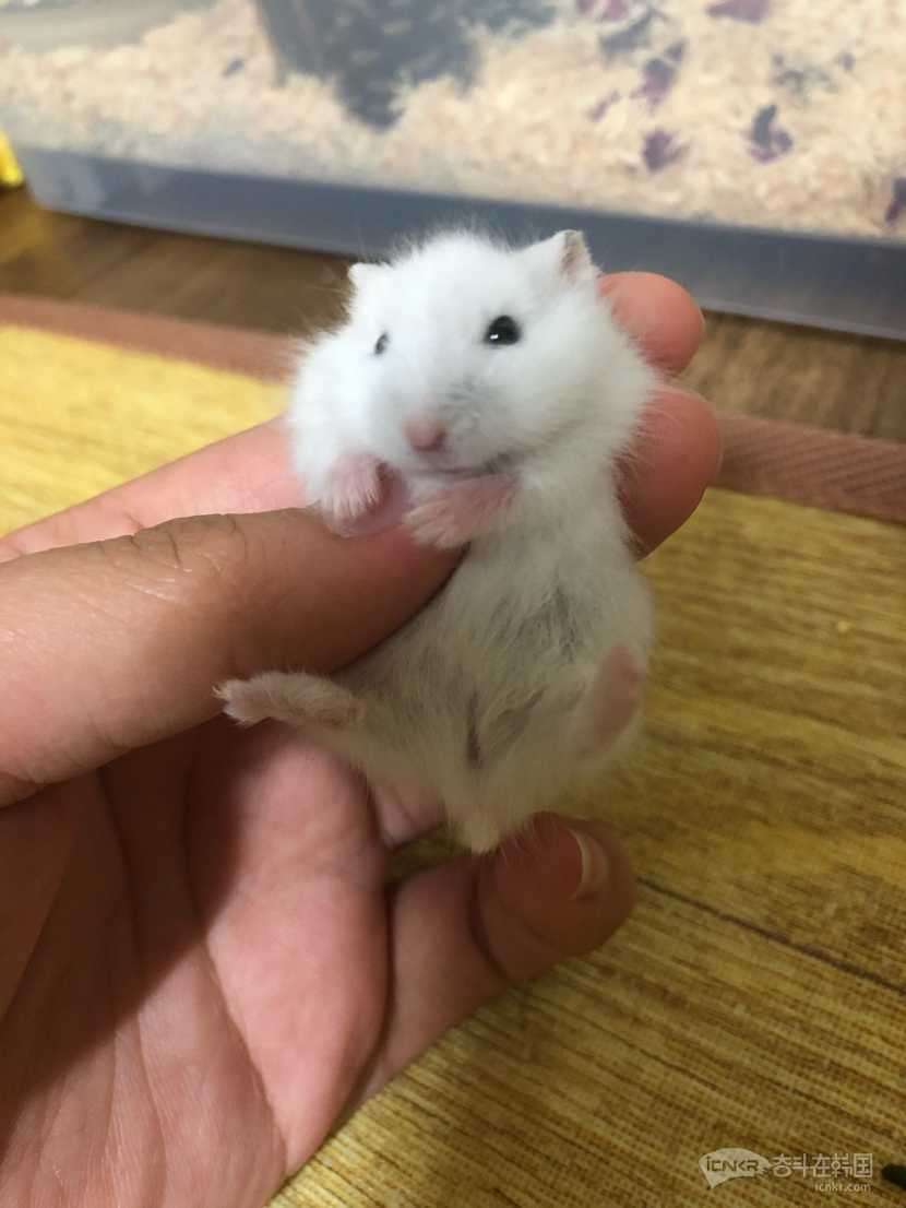 三线银狐小仓鼠