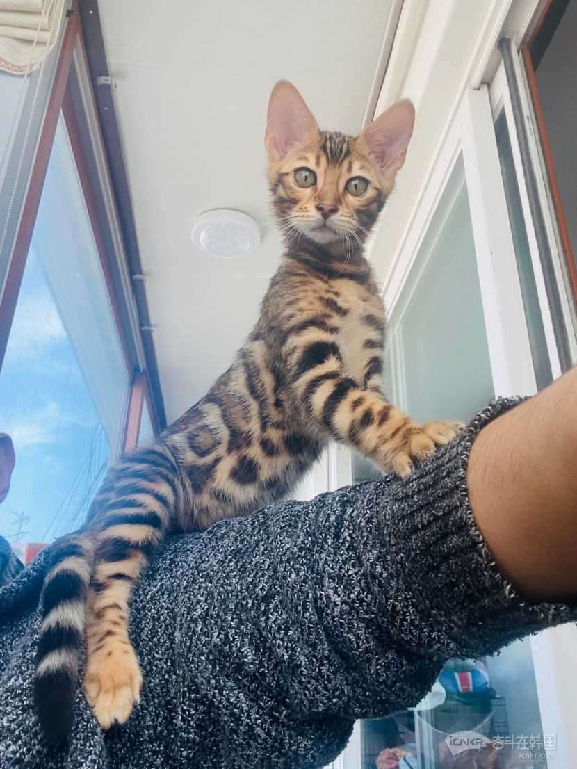 孟加拉豹猫金豹1020号生有偿领养