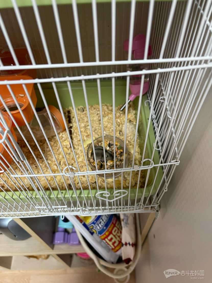大林市场附近虎皮鹦鹉一只仓鼠两大四小