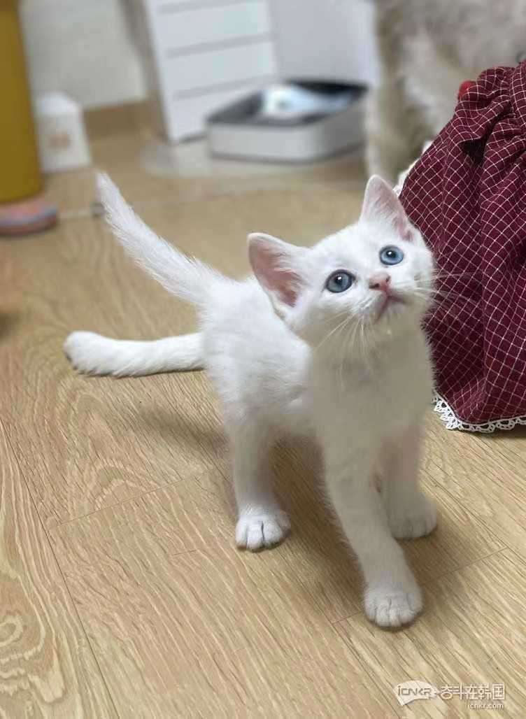 (猫已出)家猫生蓝眼白猫3个月大出售13万