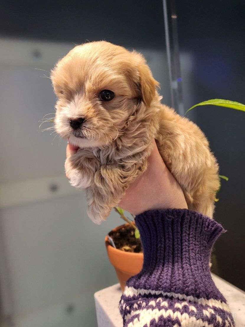 最受欢迎的马尔泰