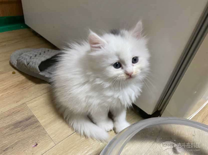 净梵长毛妹妹-宠物交流 奋斗在韩国 韩国留学生华人论坛 奋韩网