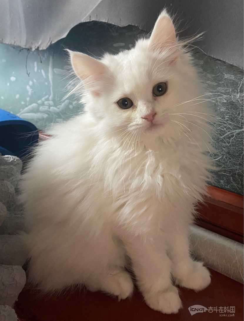 净梵长毛妹妹-宠物交流 奋斗在韩国 韩国留学生华人论坛 奋韩网