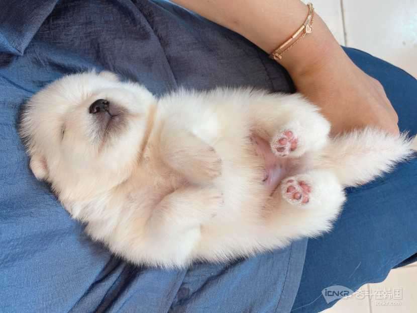 两只俊杰-宠物交流 奋斗在韩国 韩国留学生华人论坛 奋韩网