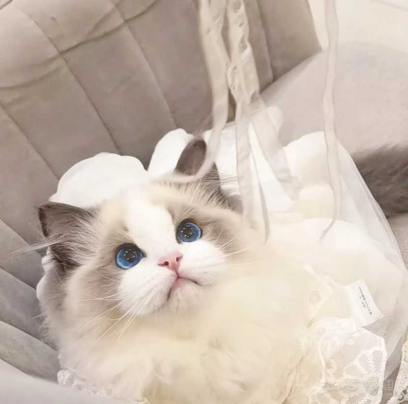 布偶猫蓝眼