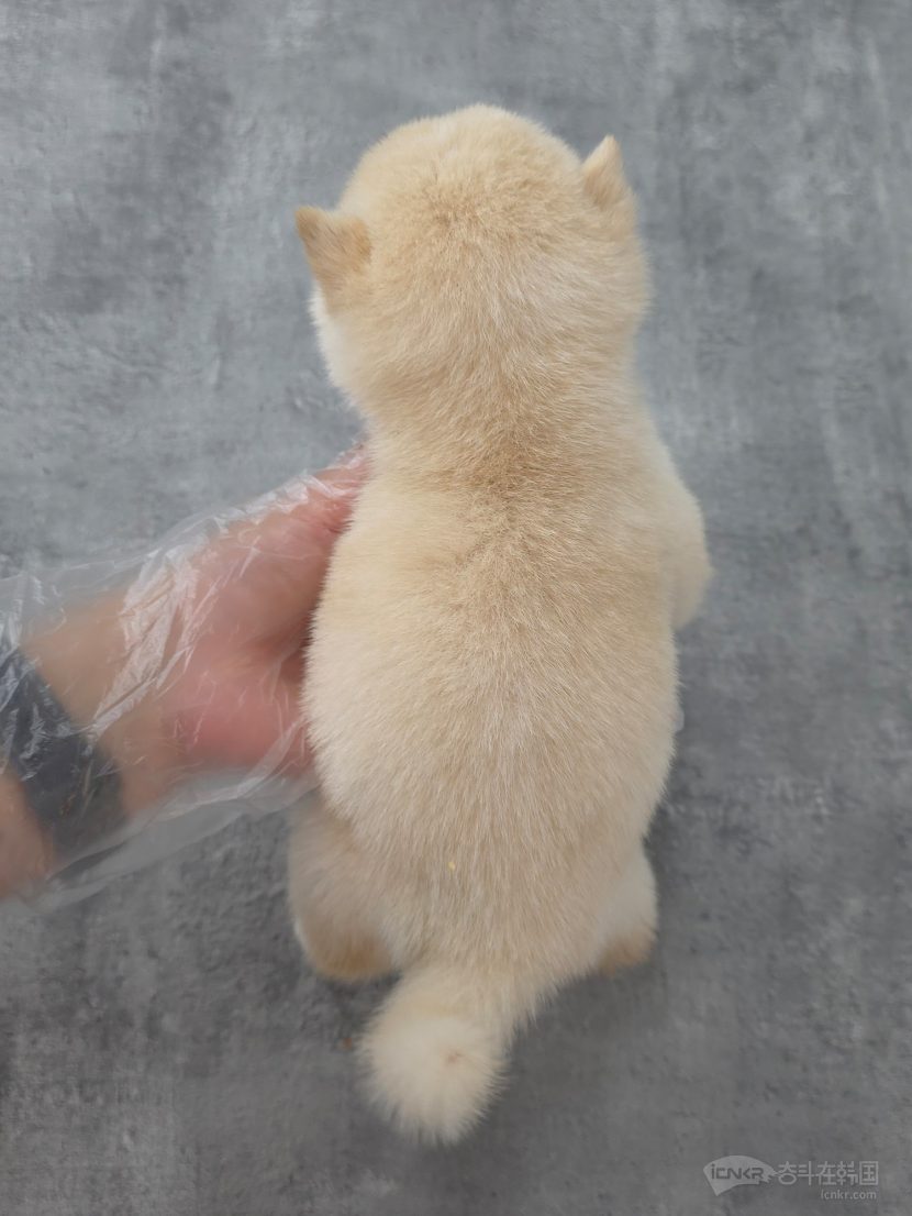 给白色柴犬找新家啦~~！！-宠物交流奋斗在韩国韩国留学生华人论坛奋韩网- 奋斗在韩国