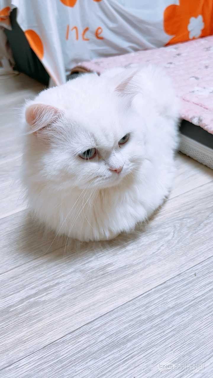 免費送  著急回國