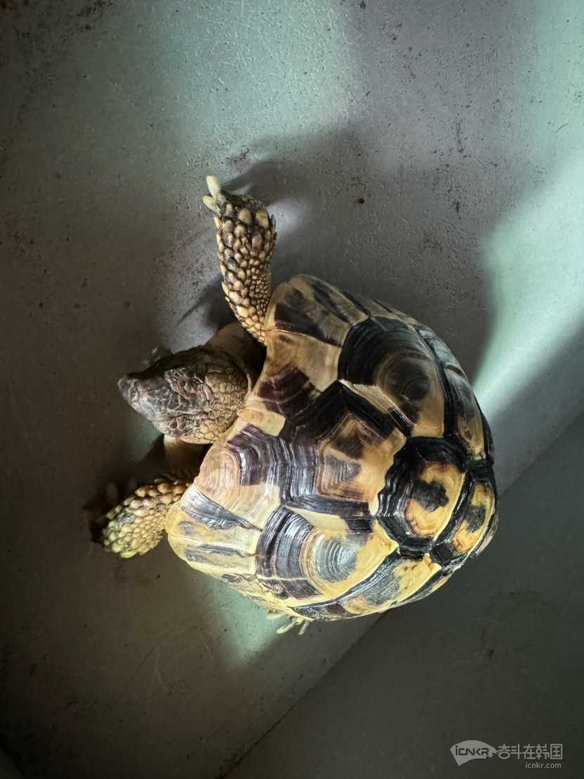 豹龟宝宝找新家啦～乖巧可爱不怕人