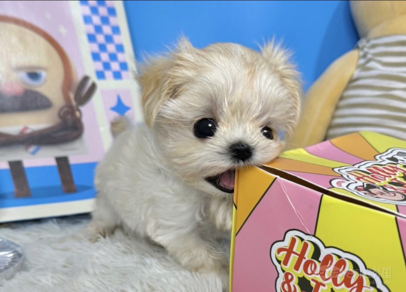 賣50000韓元起(250元) 漂亮健康的小狗(出生兩個月) 這里是大韓民國金浦 請聯(lián)系我