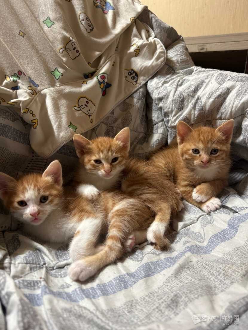 小猫咪无偿领养