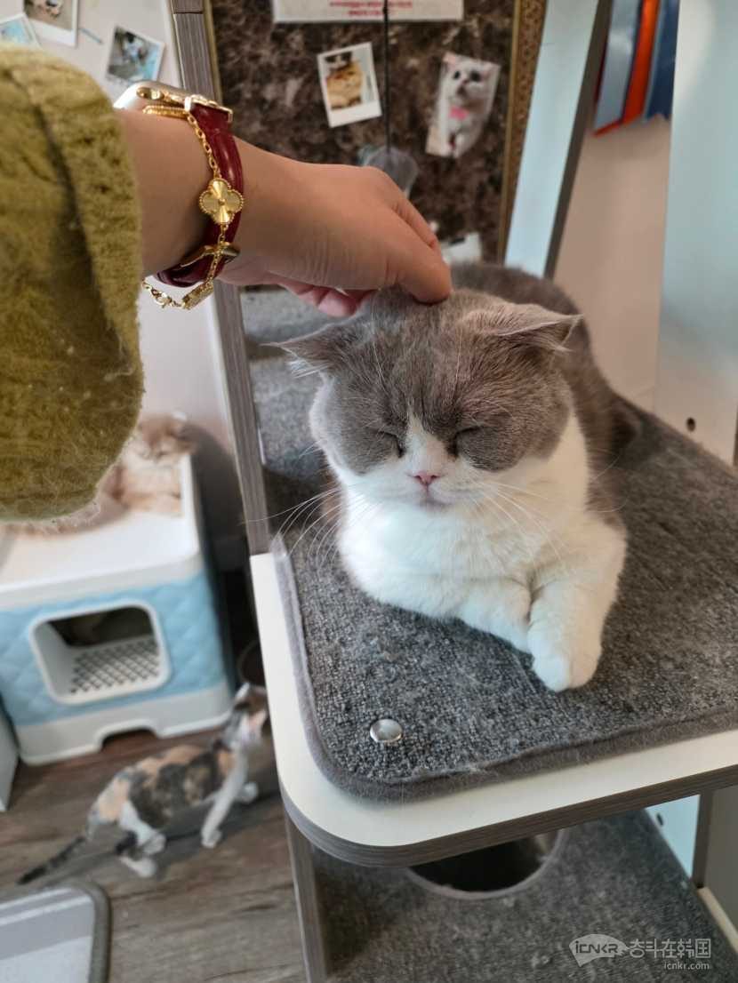 赛级“米努特矮脚”喵  现在找分养姨姨（无偿）
