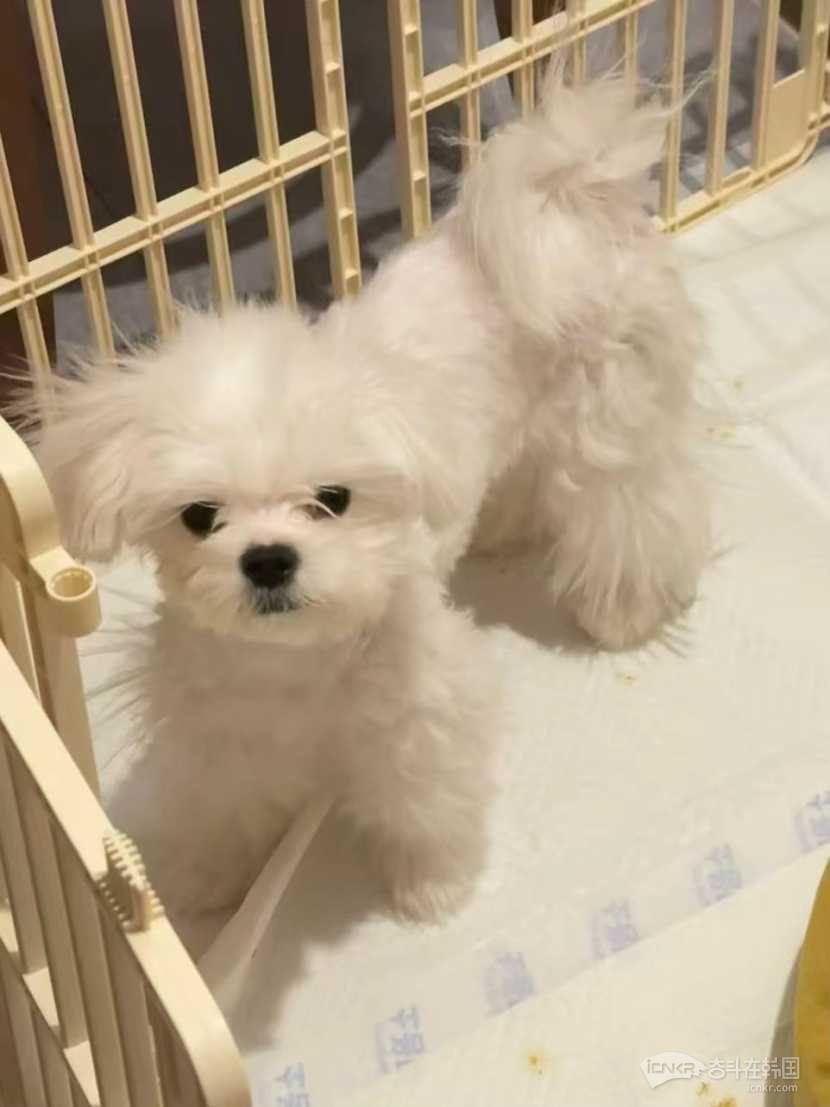 七个月大马尔济斯无偿领养