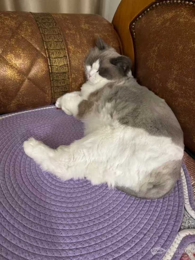 3岁猫猫，免费领养。