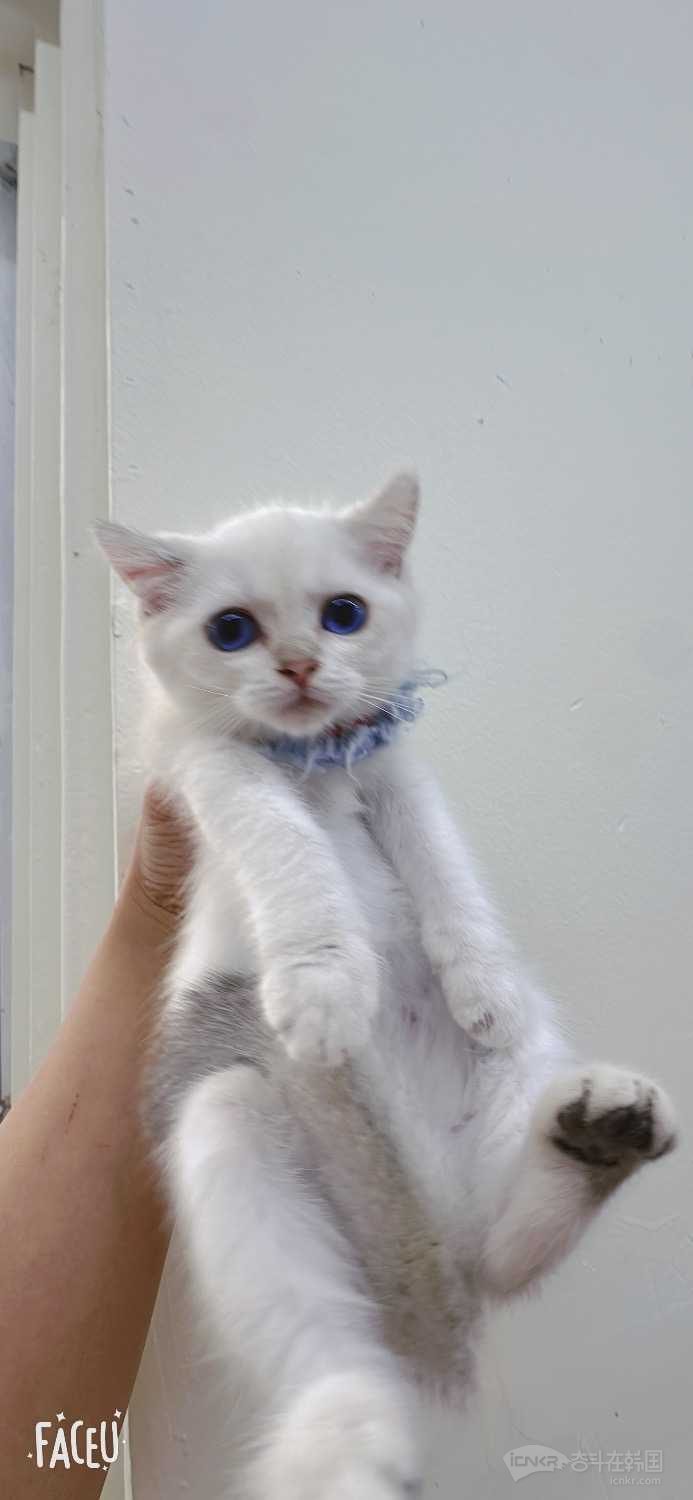 不卖，换袋猫粮可以吧