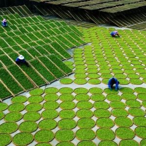 海外网评：以茶为媒，讲好新时代中国非遗故事