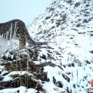 海外网评：保护生物多样性，中国行动值得期待