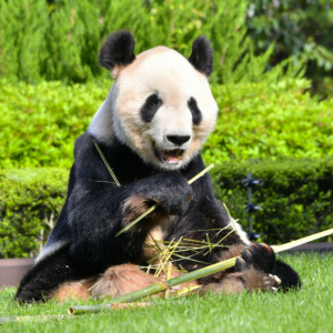 3只旅日熊猫明年返回中国 日本园区致谢：它为中日合作研究做出巨大贡献 ...